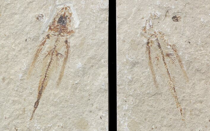 Fossil Flying Fish (Exocoetoides) - Lebanon #48522